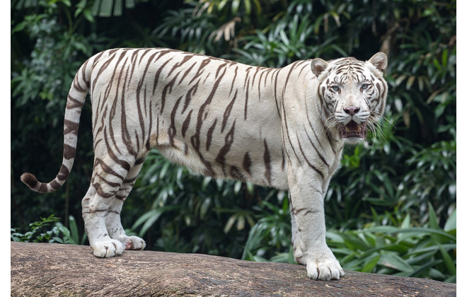 White tiger reference